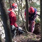 Rescue Team Working in Trees